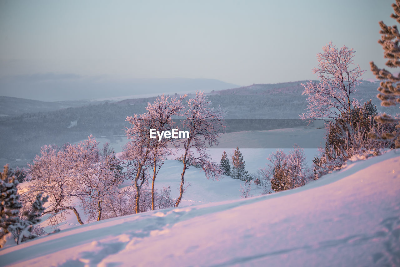 Trees on snow covered landscape against sky