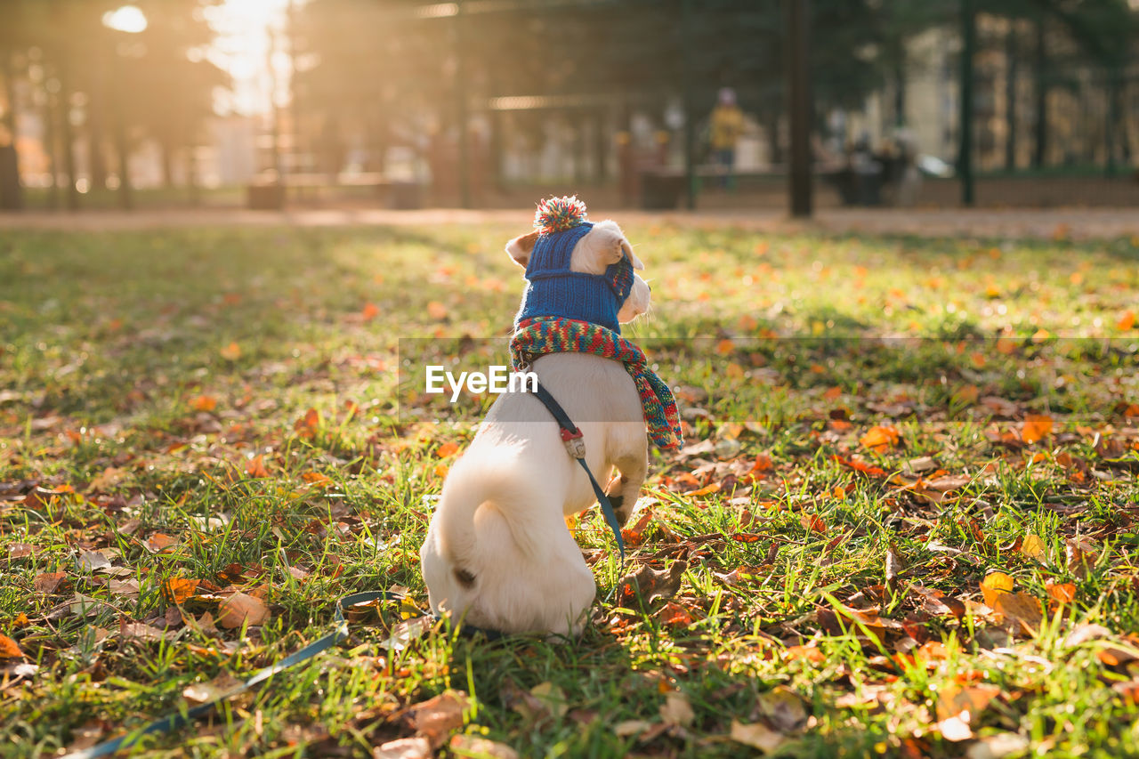 dog running on grassy field