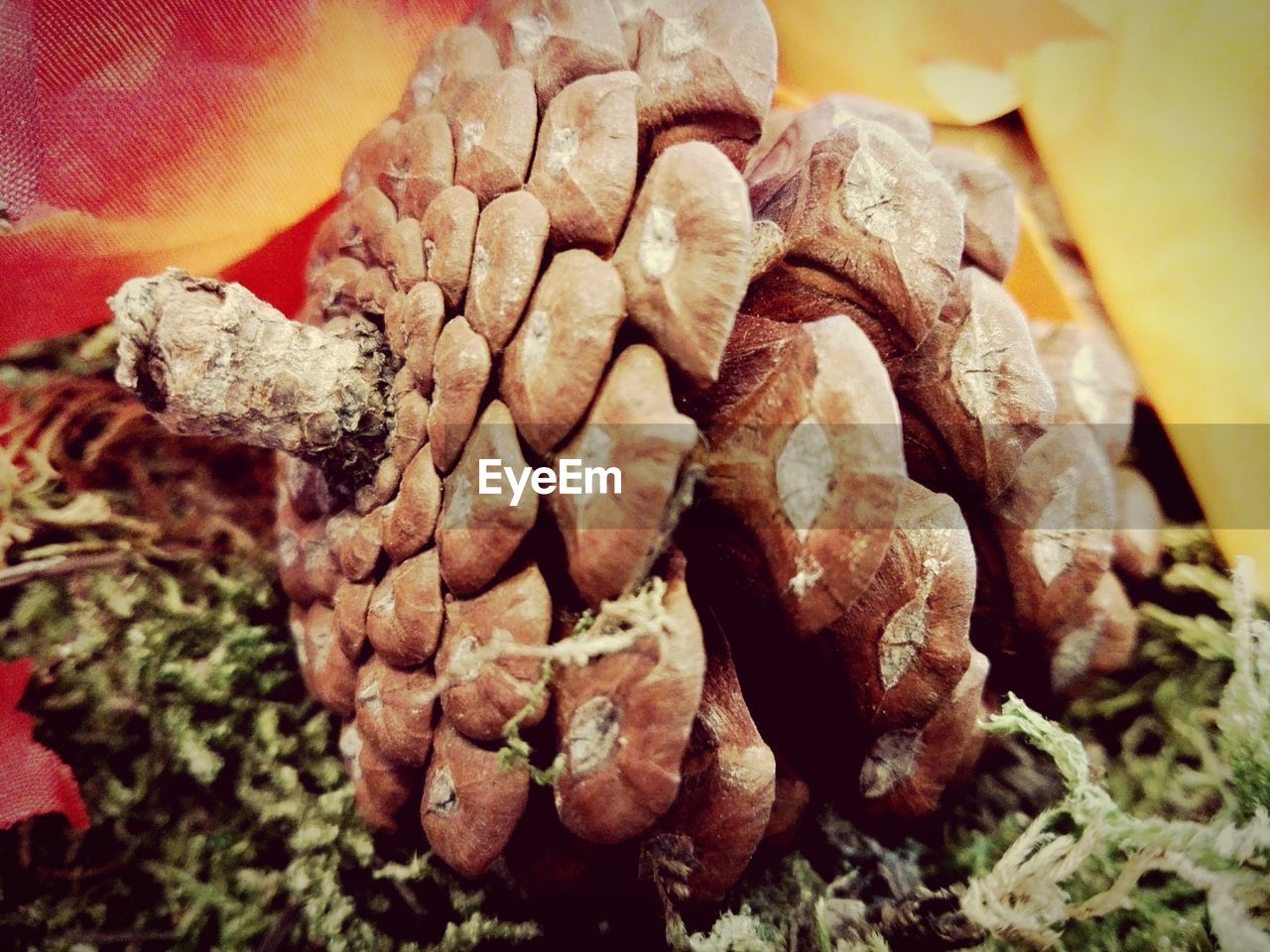 CLOSE-UP OF VEGETABLES ON TABLE