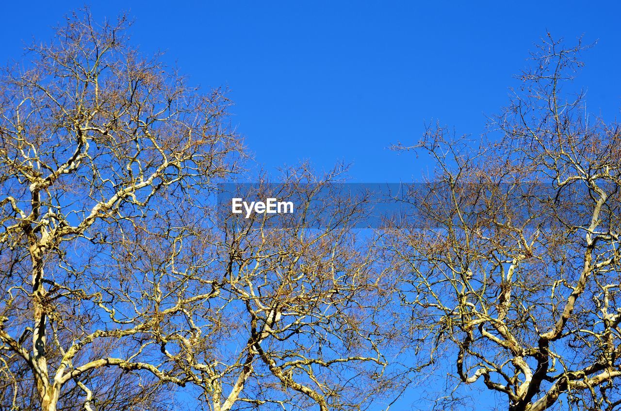 LOW ANGLE VIEW OF CHERRY BLOSSOM TREE AGAINST BLUE SKY