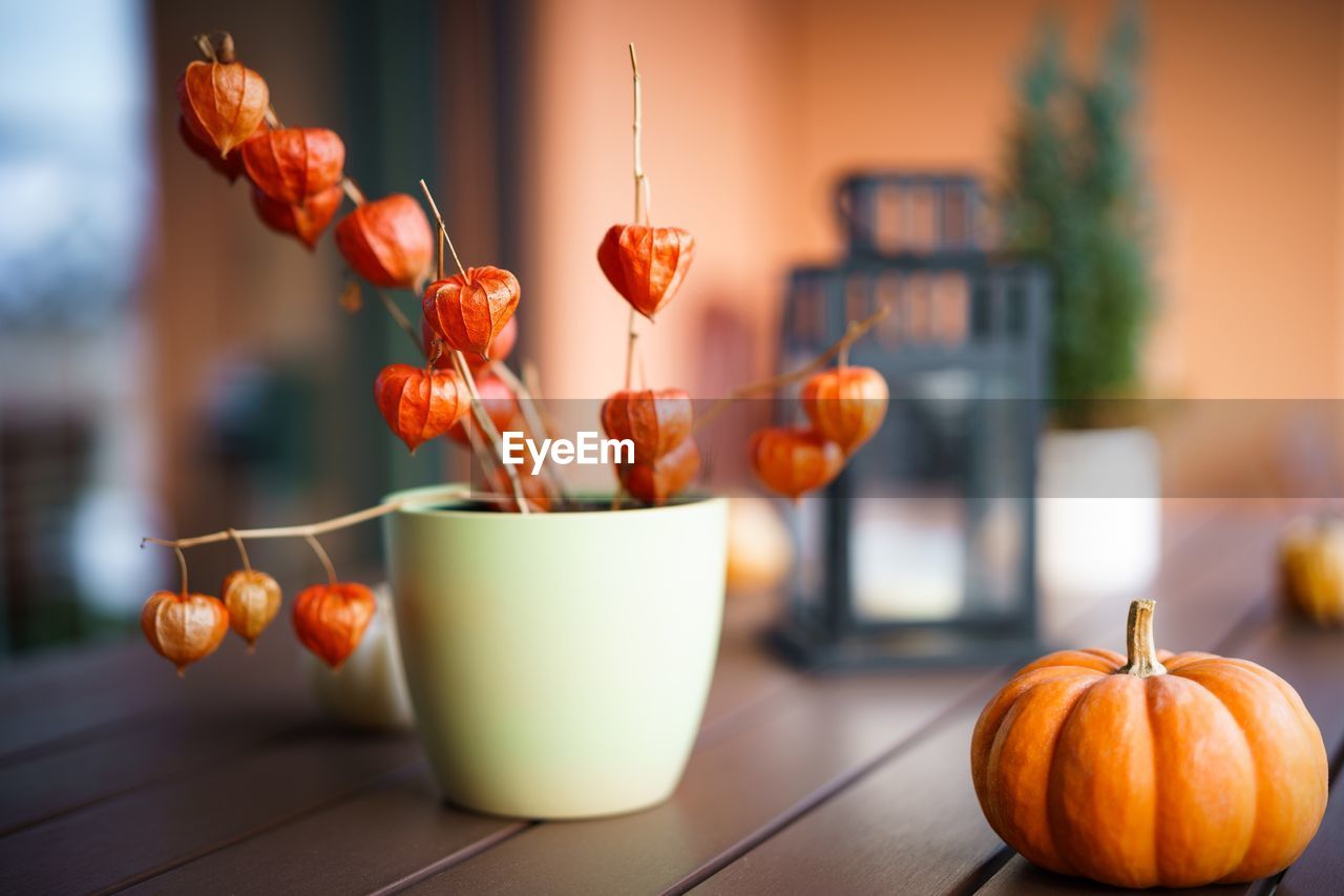 Winter cherries in cup by pumpkin on wooden table