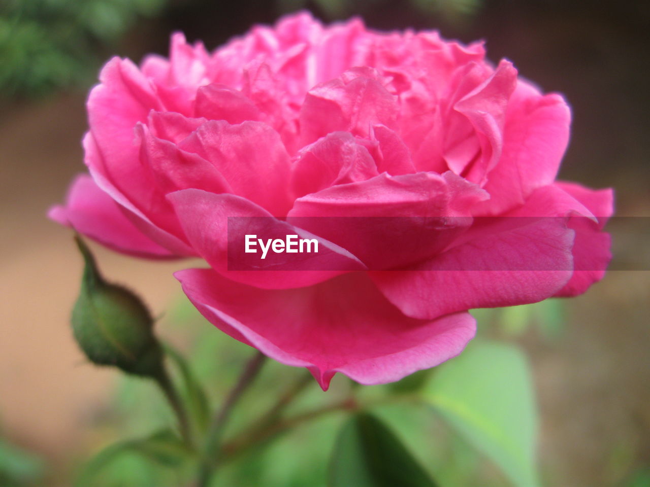 CLOSE-UP OF PINK FLOWER