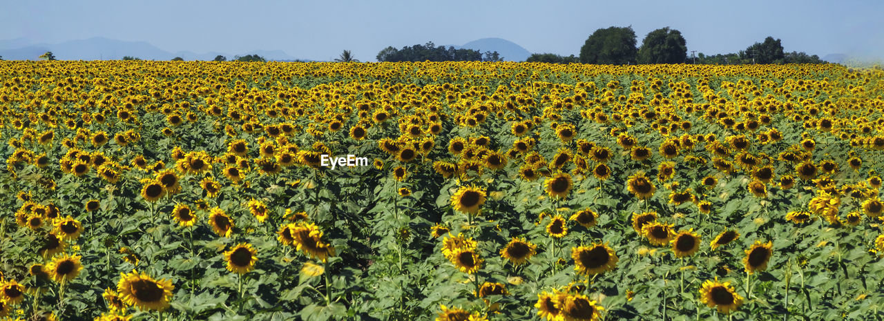 Scenic view of sunflower field