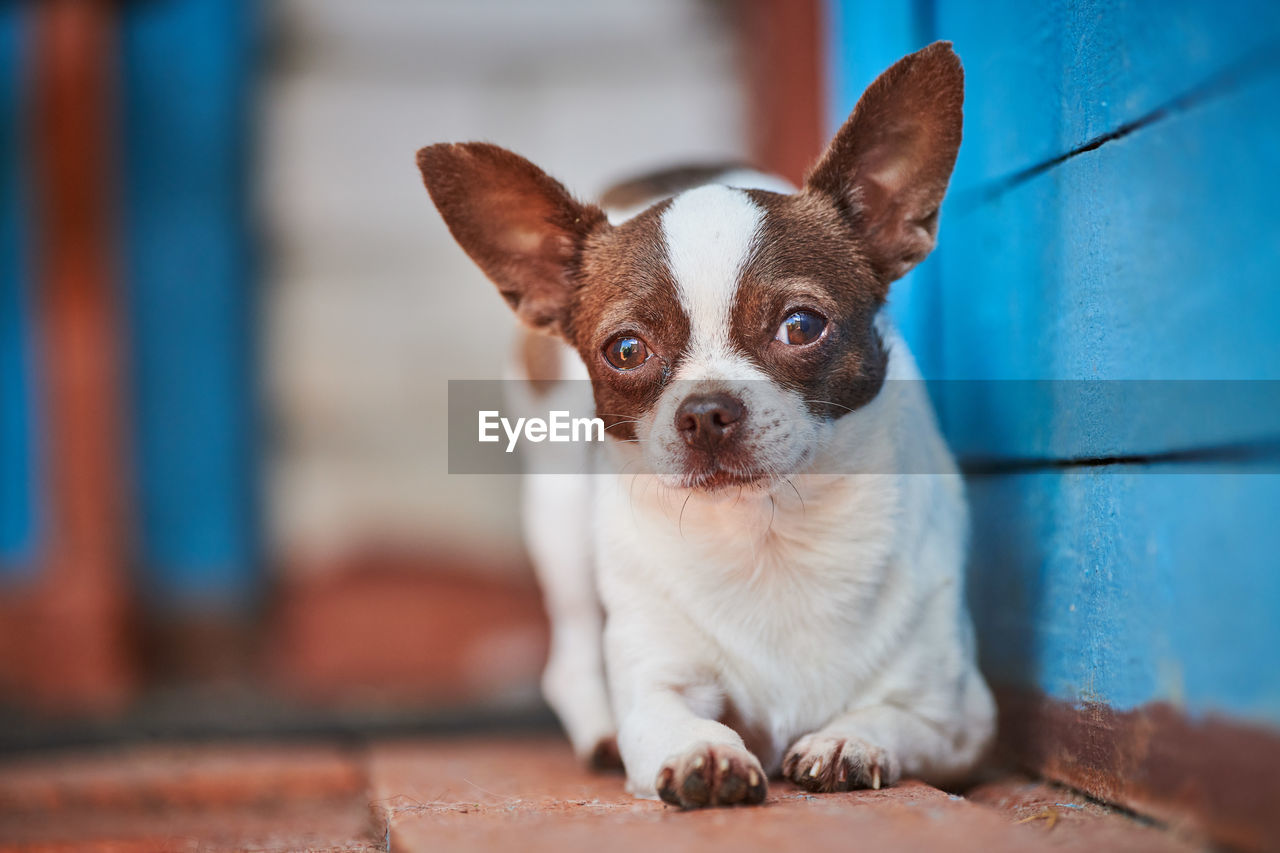 Chihuahua puppy, little dog near house porch. cute small doggy. short haired chihuahua breed