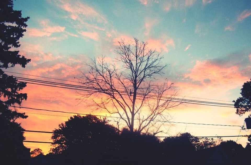 SILHOUETTE OF TREES AT SUNSET