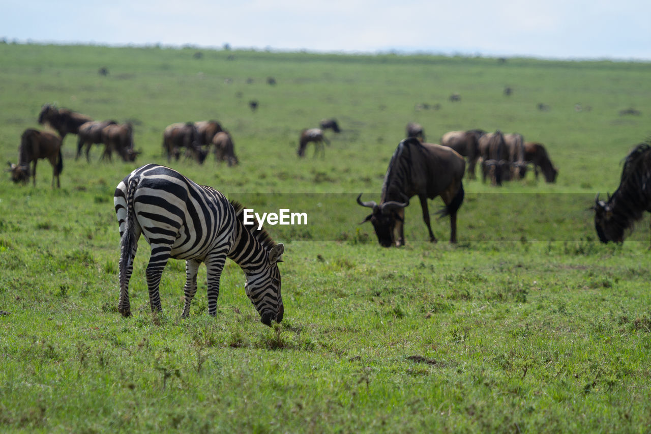 Zebra and wildebeest grazing in a green field on the maasai mara in kenya.