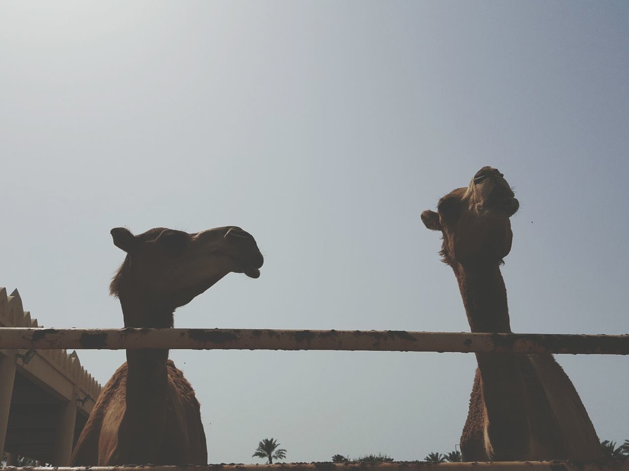 Camels against clear sky