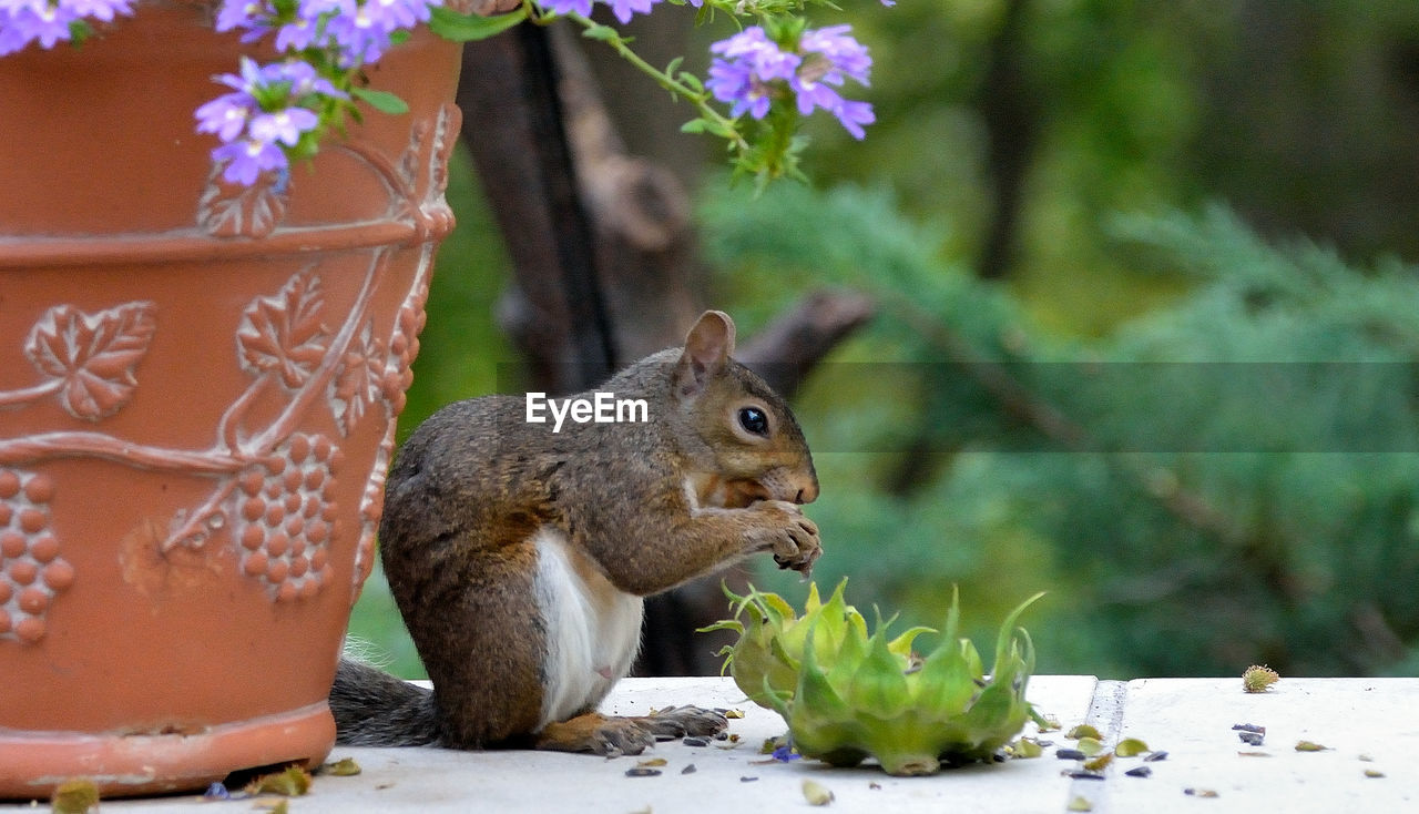 CLOSE-UP OF SQUIRREL EATING PLANT AGAINST TREES