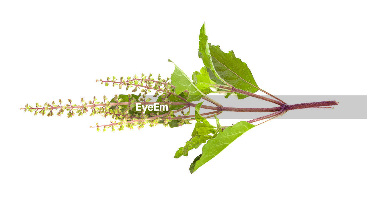 CLOSE-UP OF FRESH GREEN PLANT AGAINST WHITE BACKGROUND
