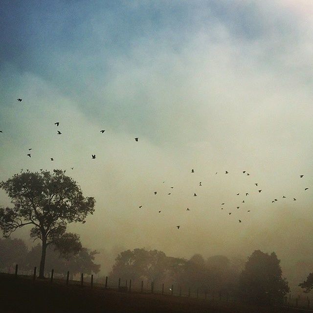 LOW ANGLE VIEW OF BIRDS FLYING OVER SKY