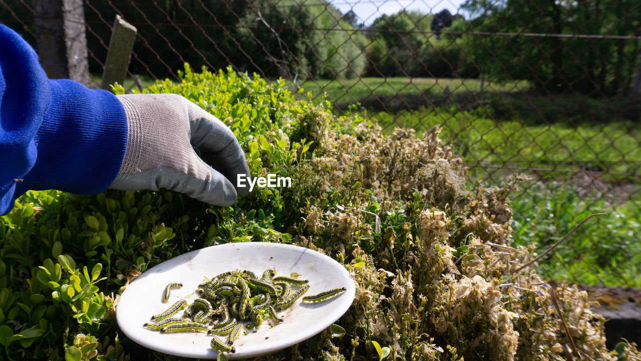 Infestation of worms on a green plant and a hand pulling them out one by one