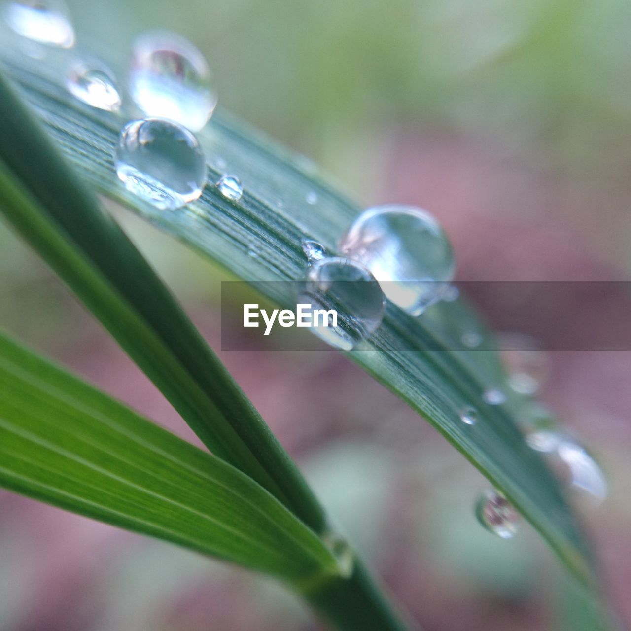 CLOSE-UP OF WATER DROPS ON PLANT