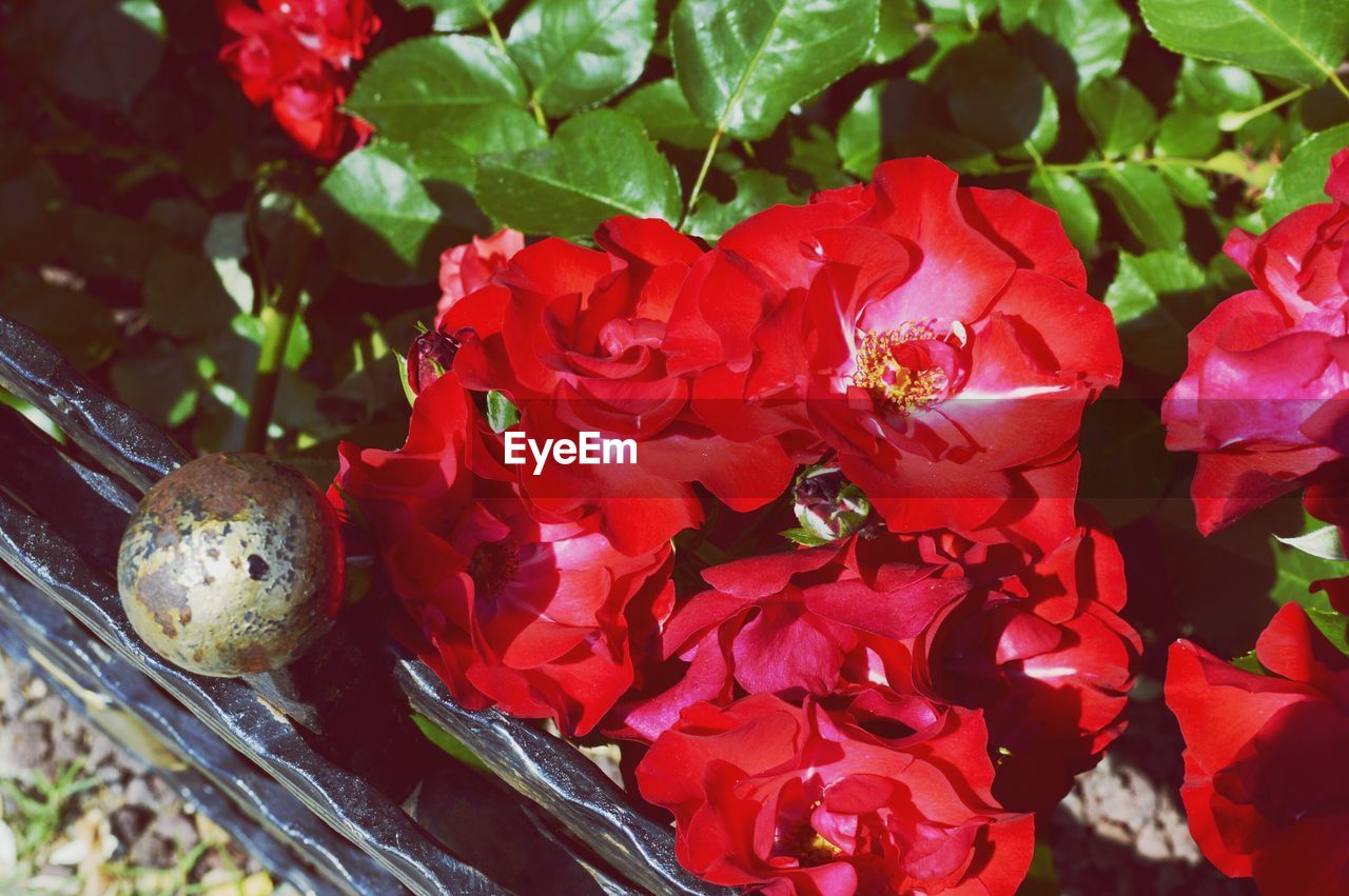 CLOSE-UP OF RED ROSES