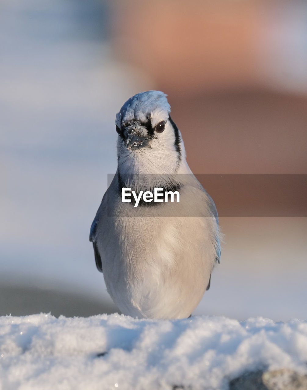 Close-up of bird perching on snow