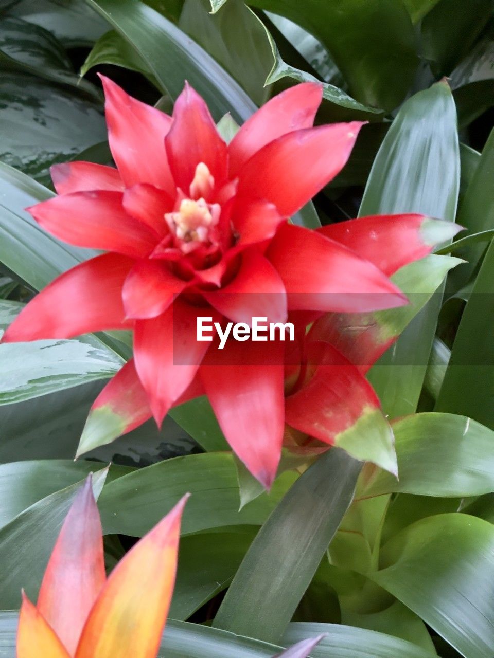 flower, plant, flowering plant, leaf, plant part, beauty in nature, petal, freshness, close-up, nature, growth, pink, flower head, inflorescence, no people, fragility, green, red, outdoors, botany, lily