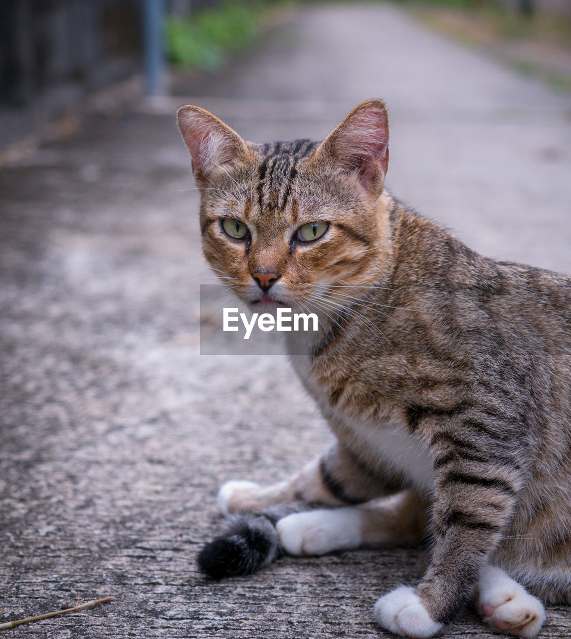 Portrait of tabby cat on street