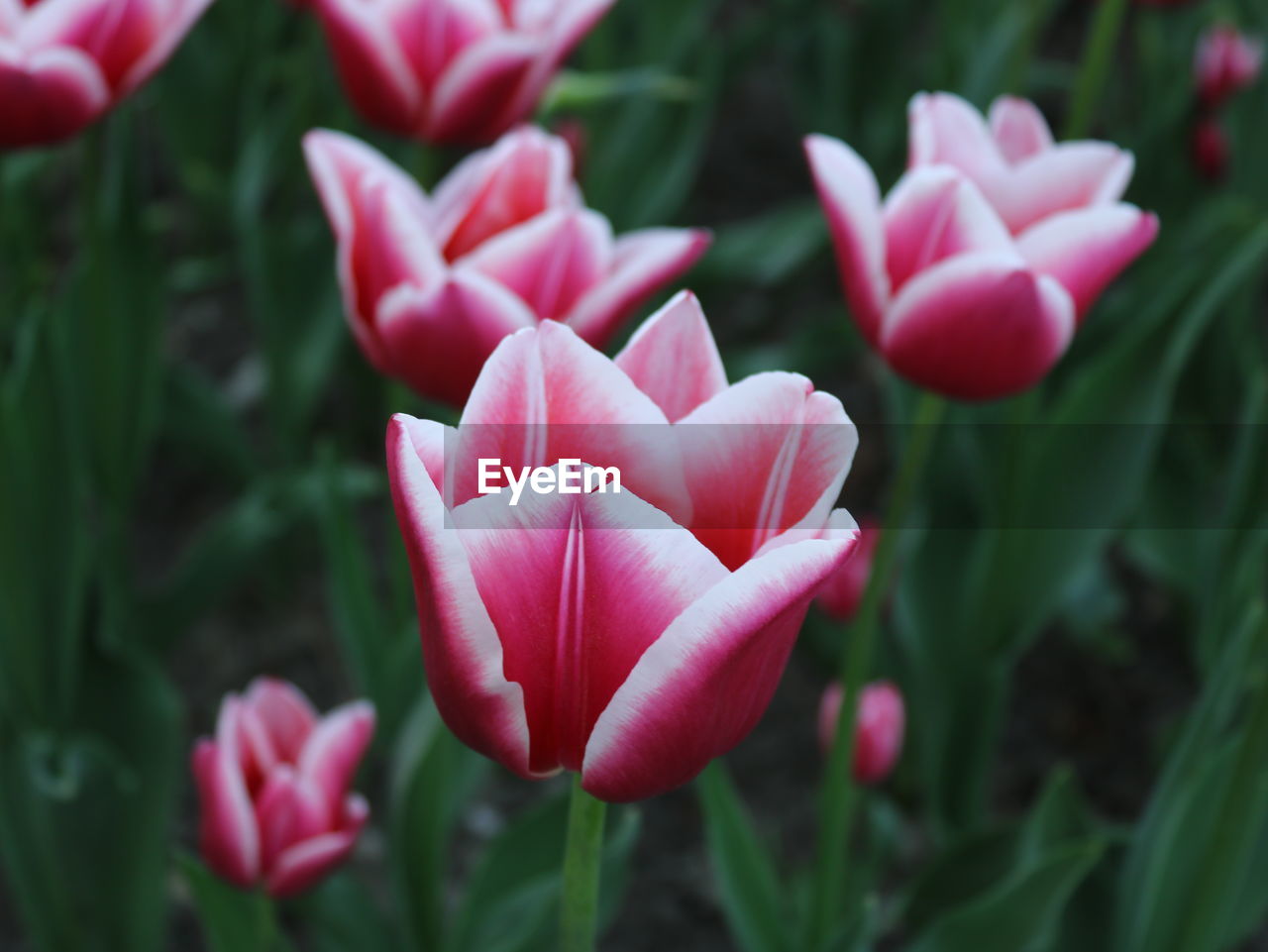 Close-up of pink tulips