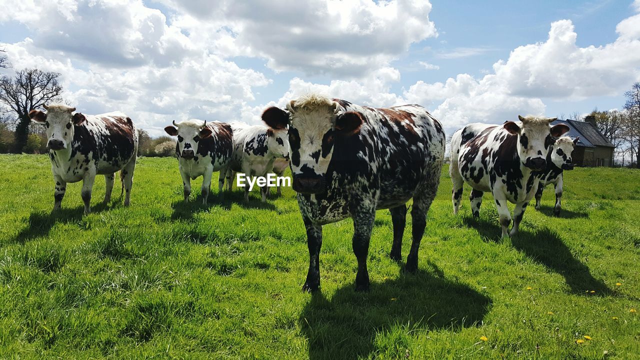 VIEW OF HORSES ON GRASSY FIELD