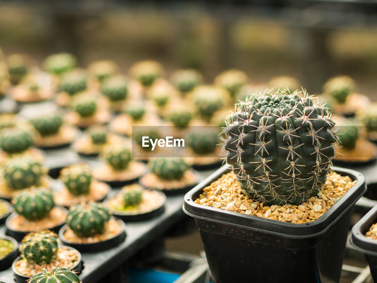 Close-up of cacti in seedling tray