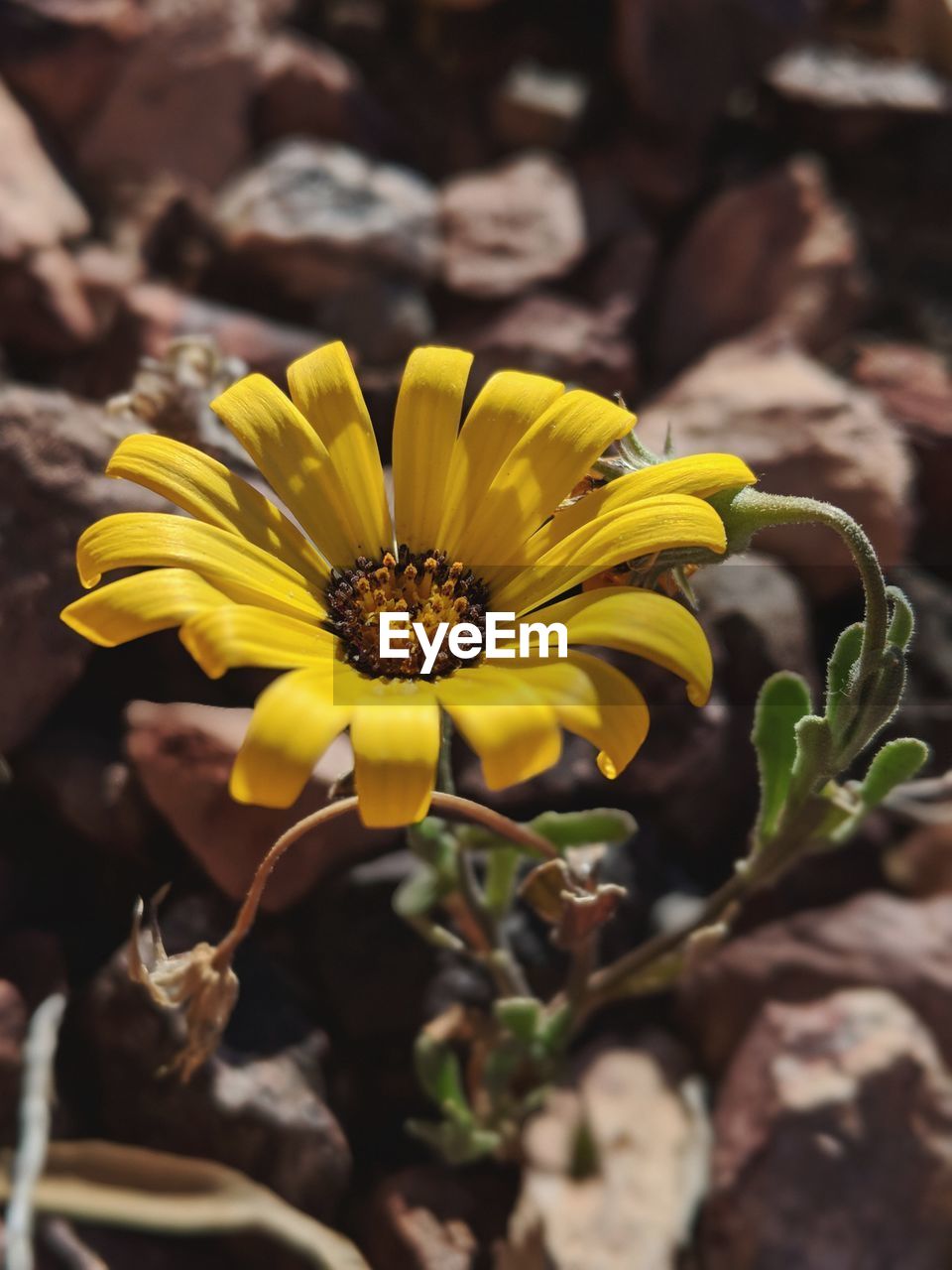 CLOSE-UP OF YELLOW FLOWER ON PLANT