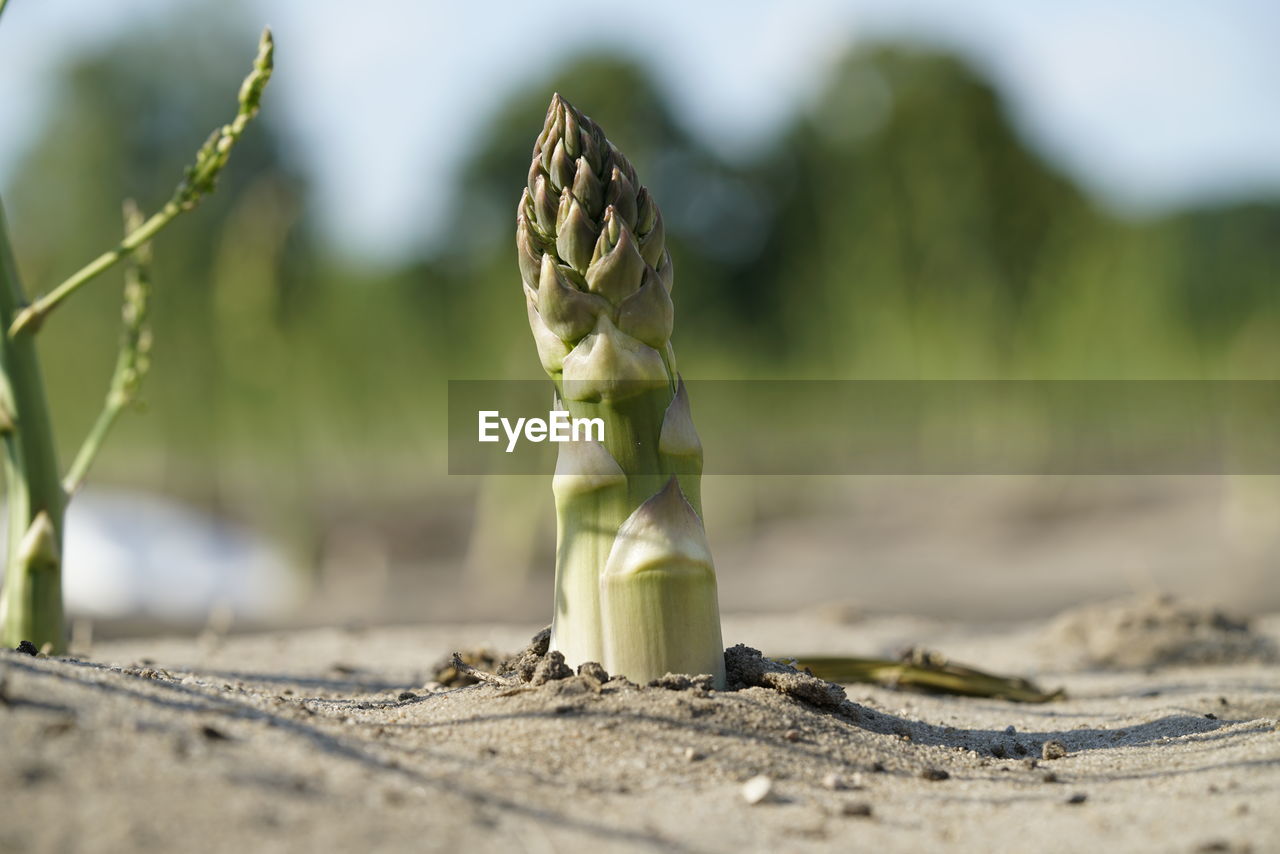 Close-up of plant growing on field