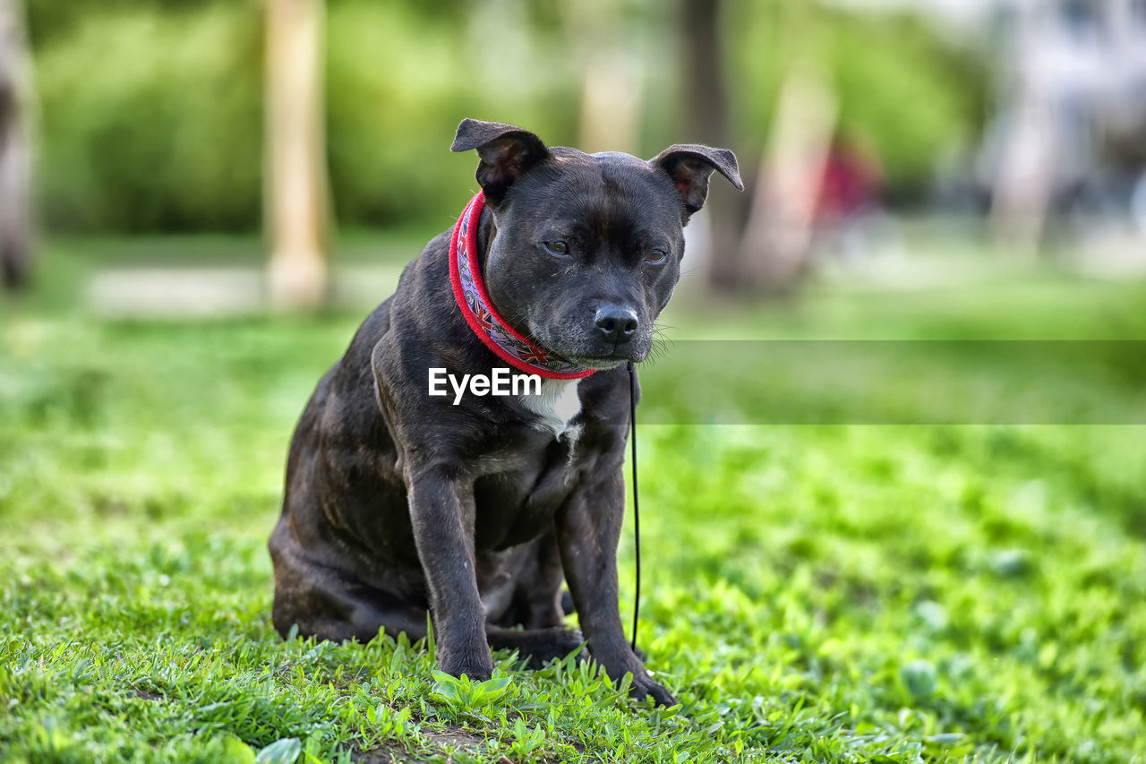 BLACK DOG LYING ON GRASS