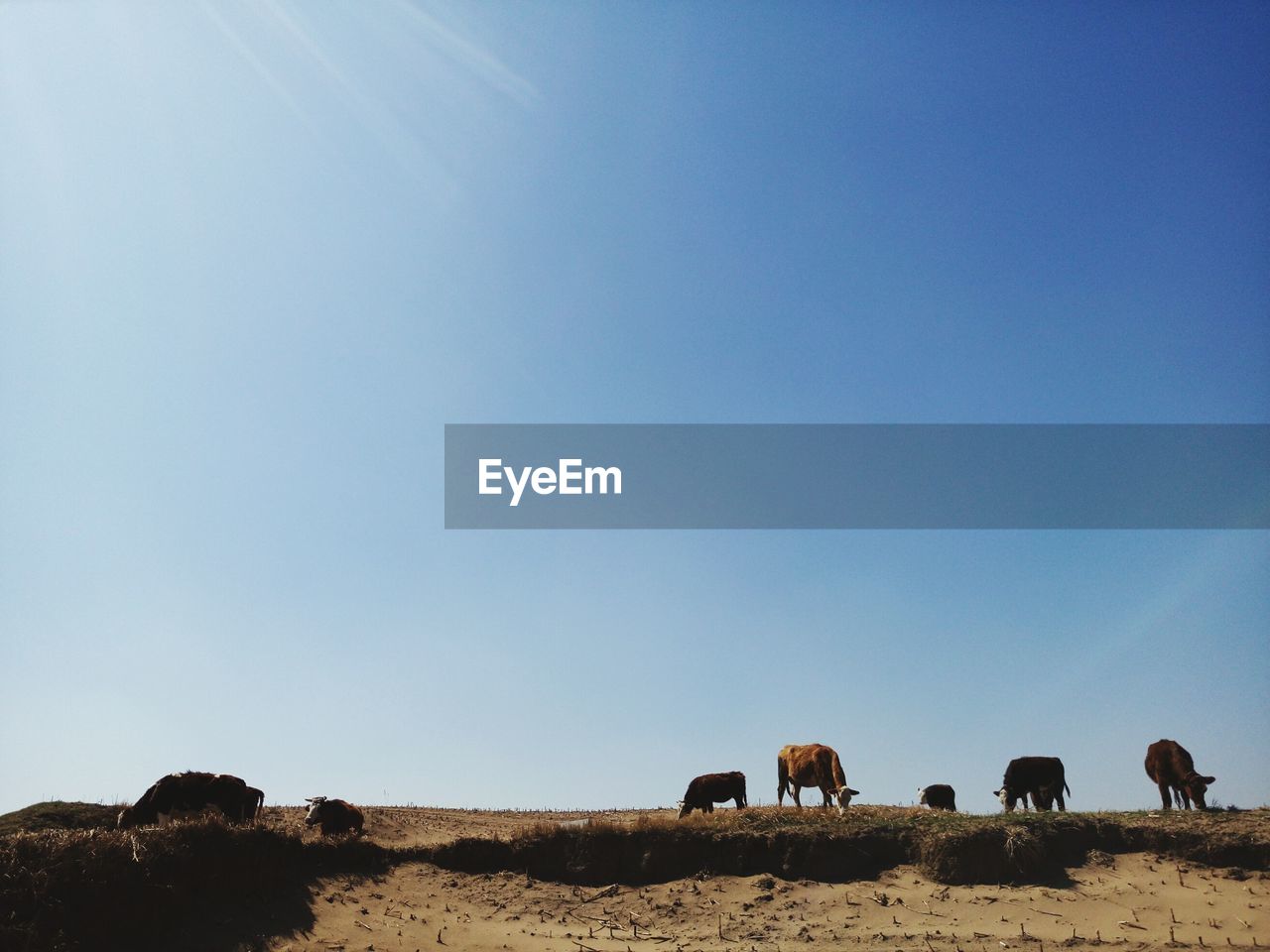 Cows grazing on field against blue sky