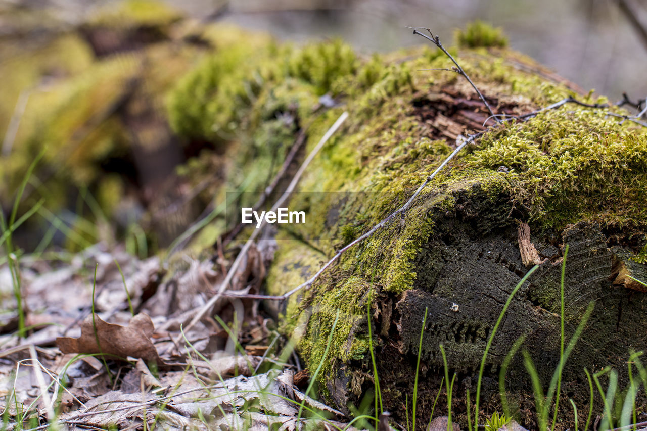 CLOSE-UP OF DRY LEAVES ON WOOD