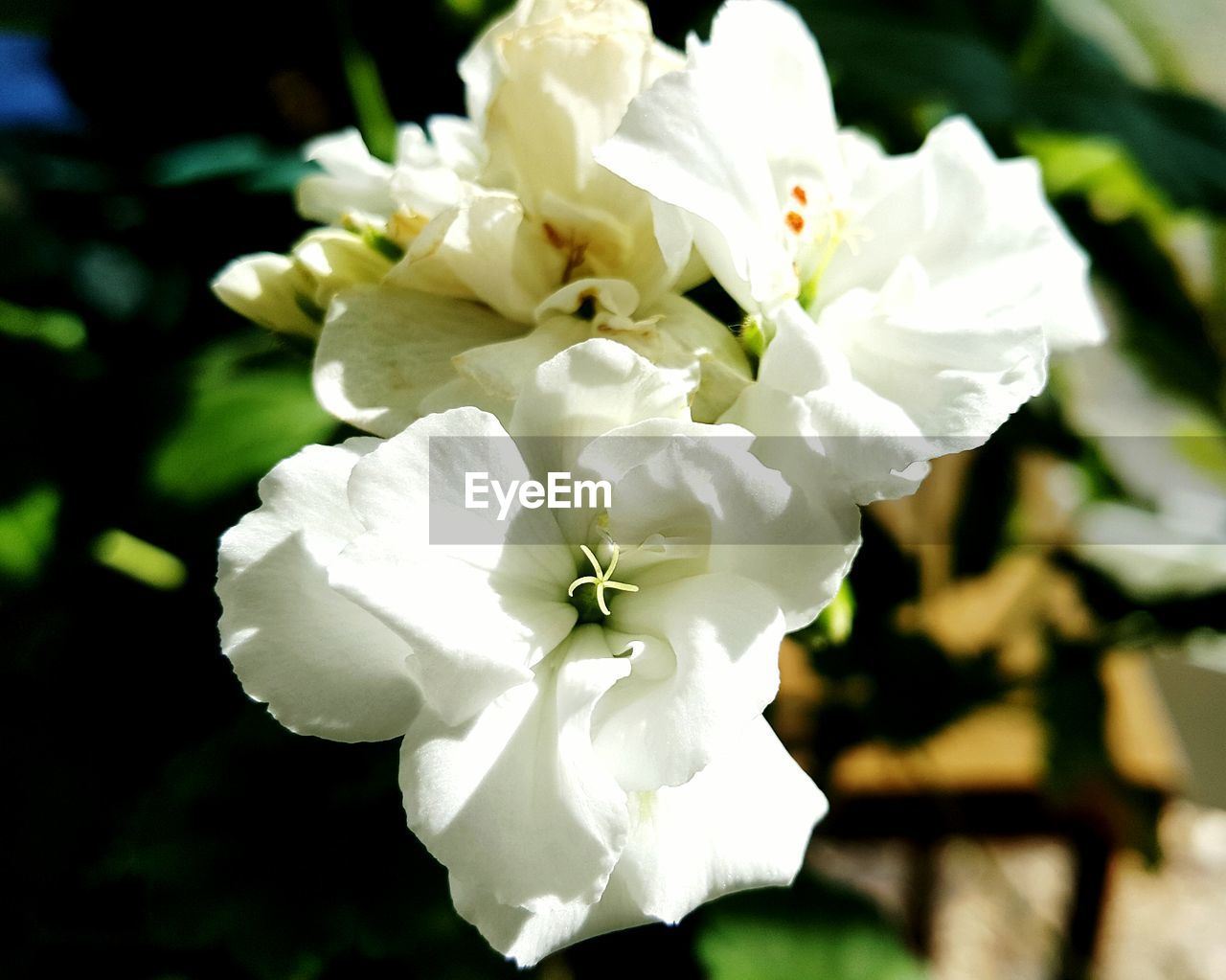 Close-up of white flowers blooming outdoors