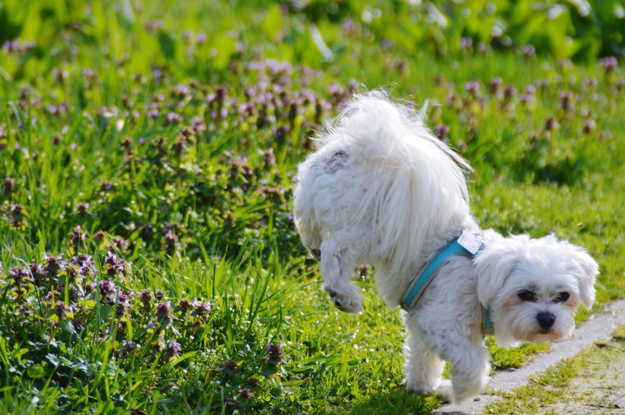 Dog walking on grass