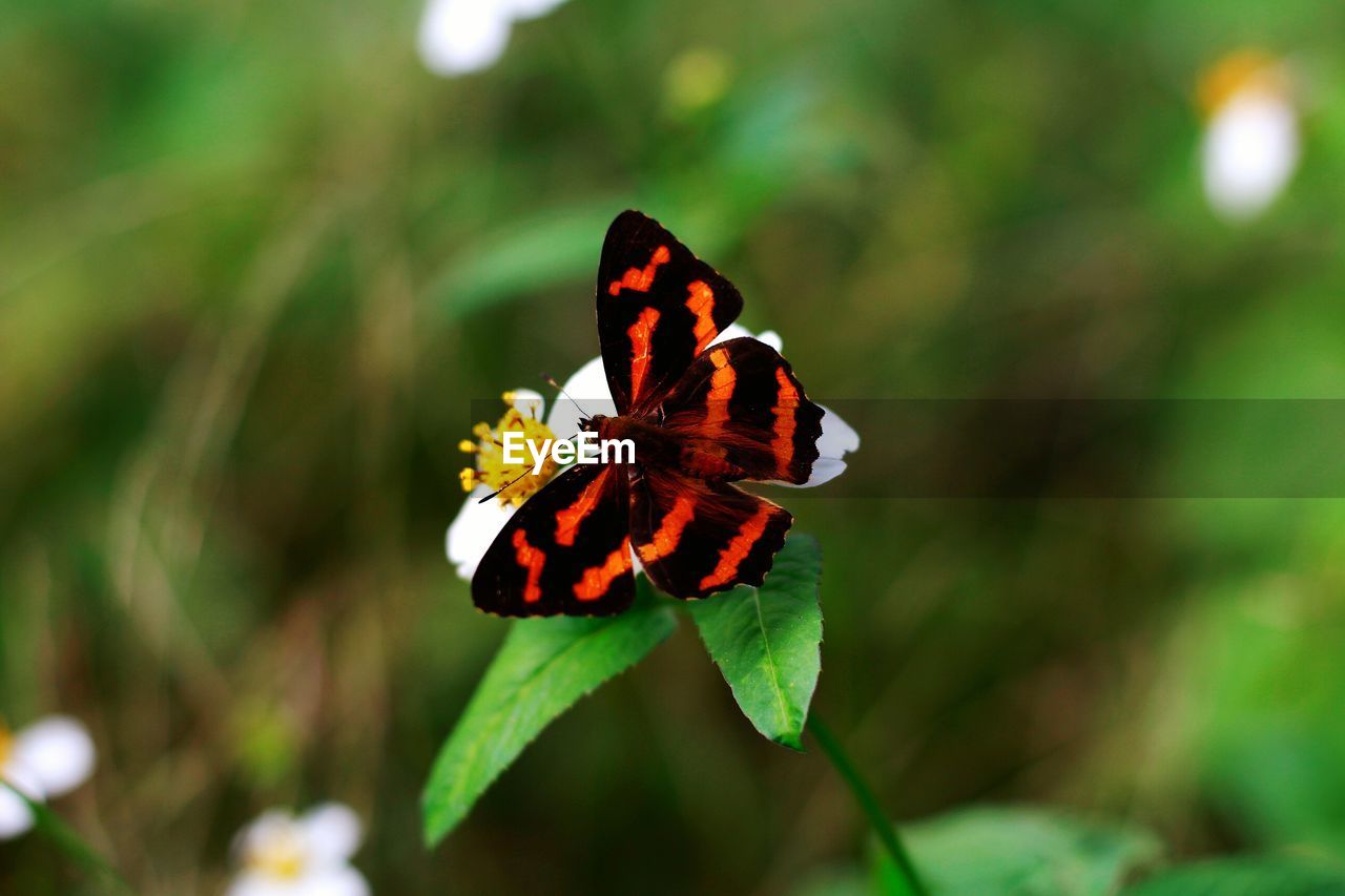 Close-up of butterfly on flower outdoors