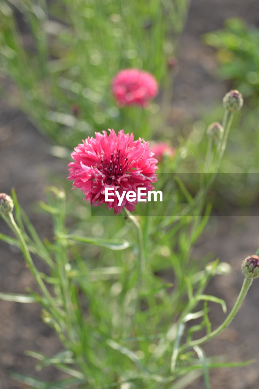 CLOSE-UP OF PINK COSMOS FLOWER BLOOMING OUTDOORS