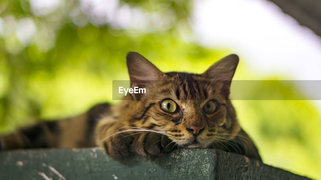 Close-up portrait of cat