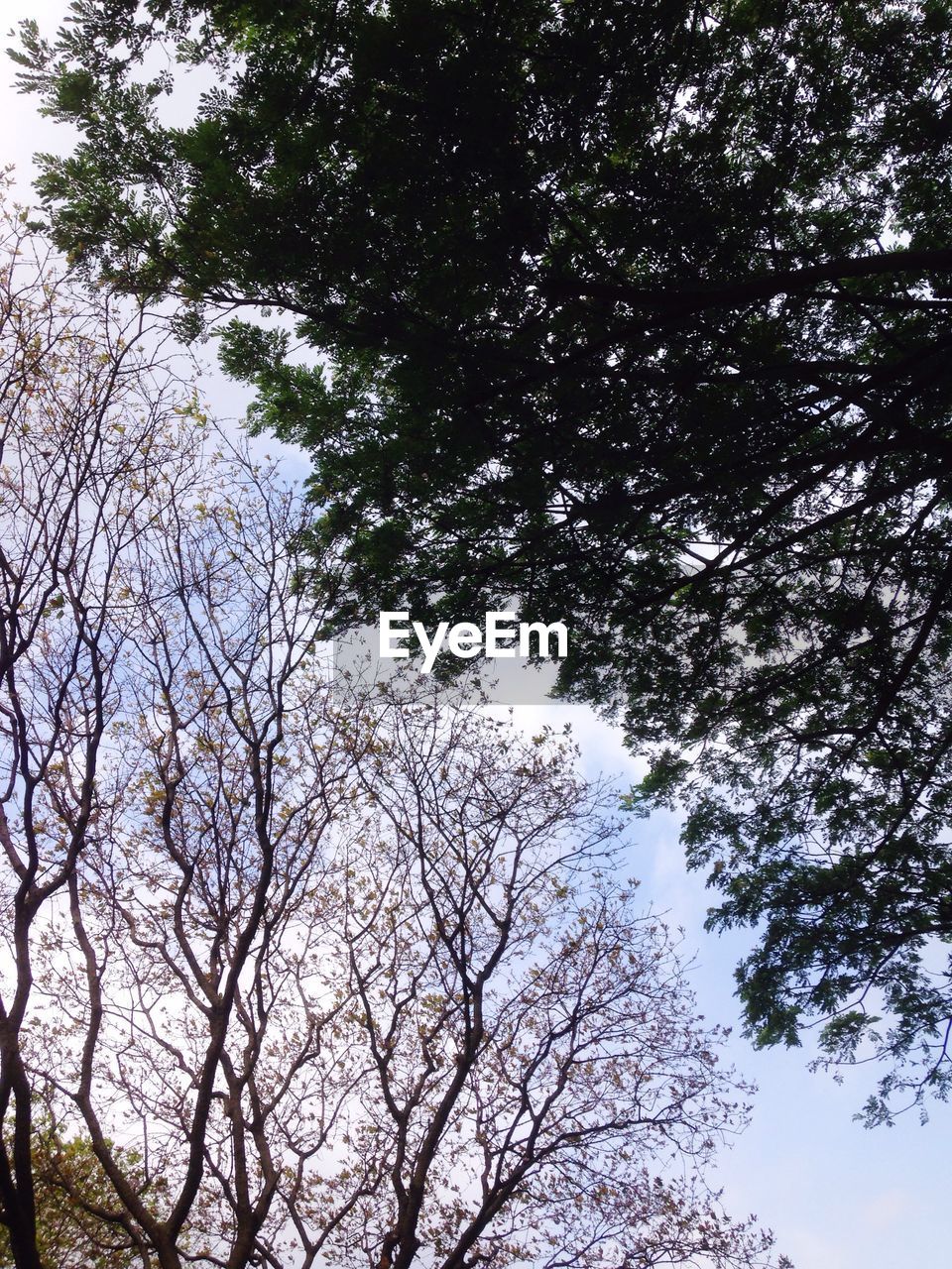 Low angle view of trees against sky