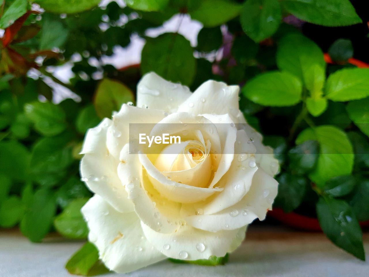 CLOSE-UP OF WHITE ROSE IN GREEN PLANT