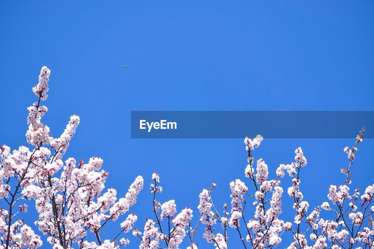 LOW ANGLE VIEW OF FLOWERS AGAINST CLEAR BLUE SKY