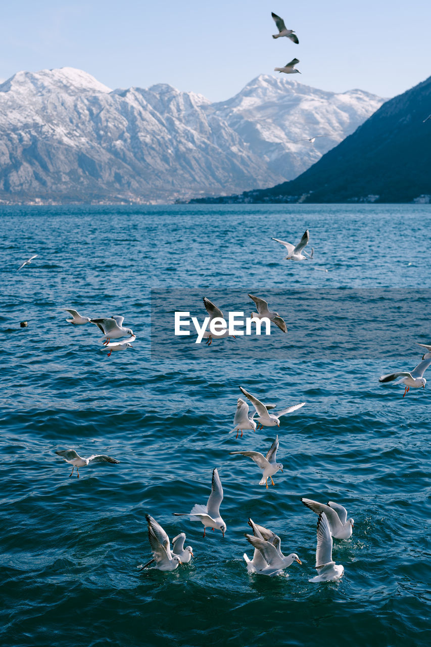 Seagulls flying over sea against sky