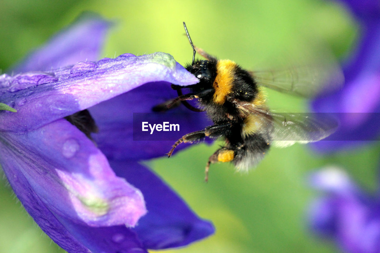 CLOSE-UP OF BEE POLLINATING ON PURPLE FLOWER