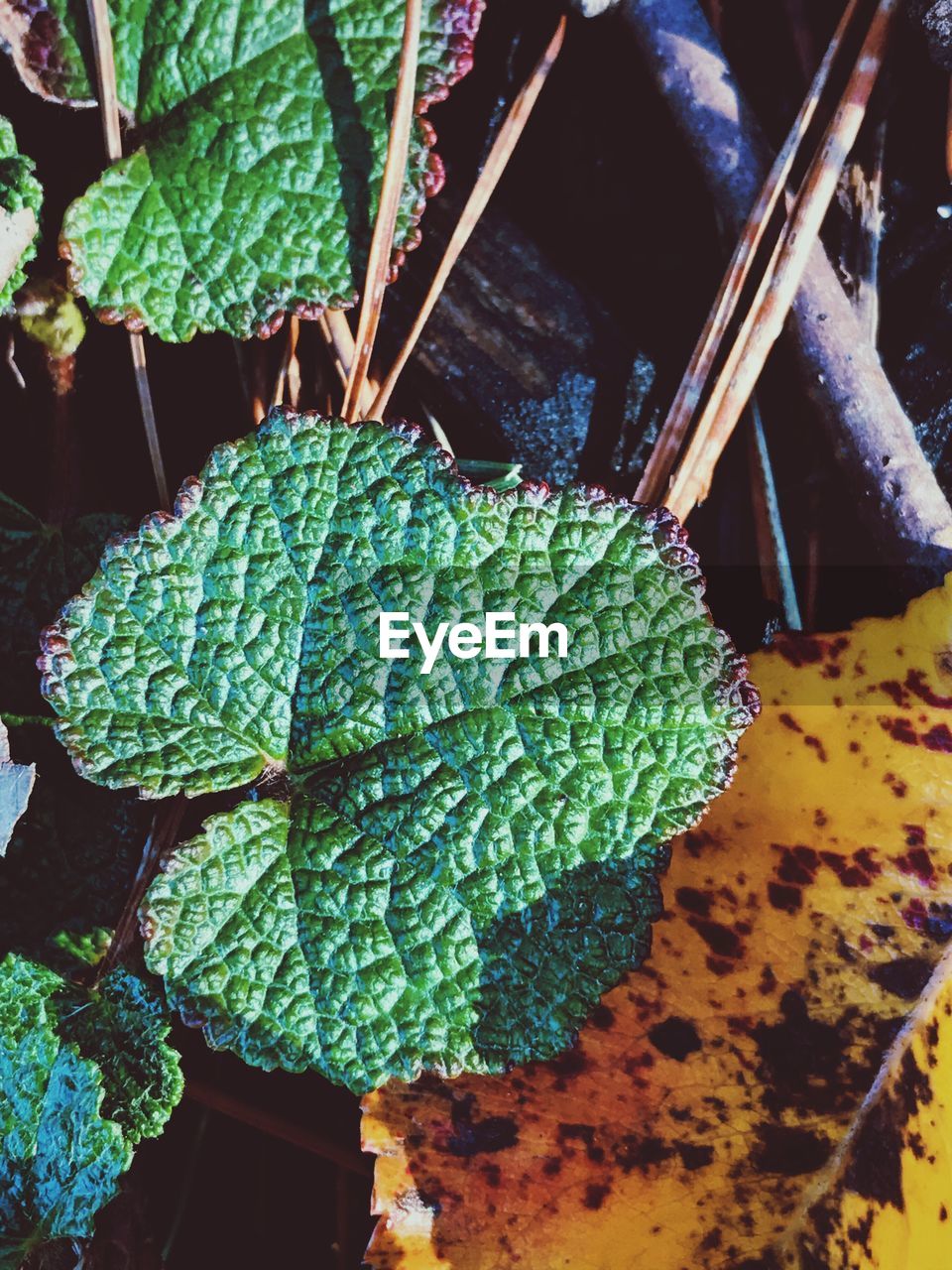 Close-up of plants