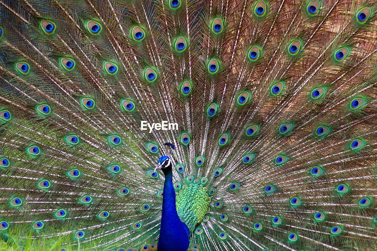 Close-up of peacock feathers