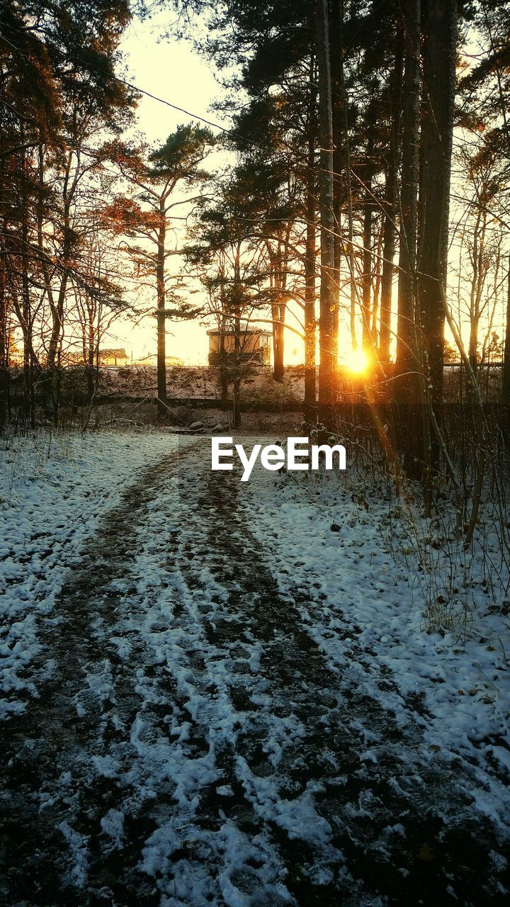 SILHOUETTE TREES IN FOREST DURING WINTER AGAINST SKY