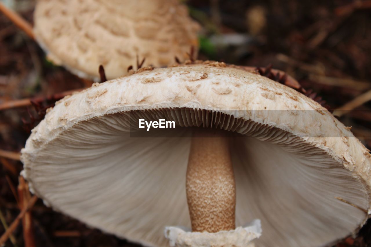 Close-up of a mushroom