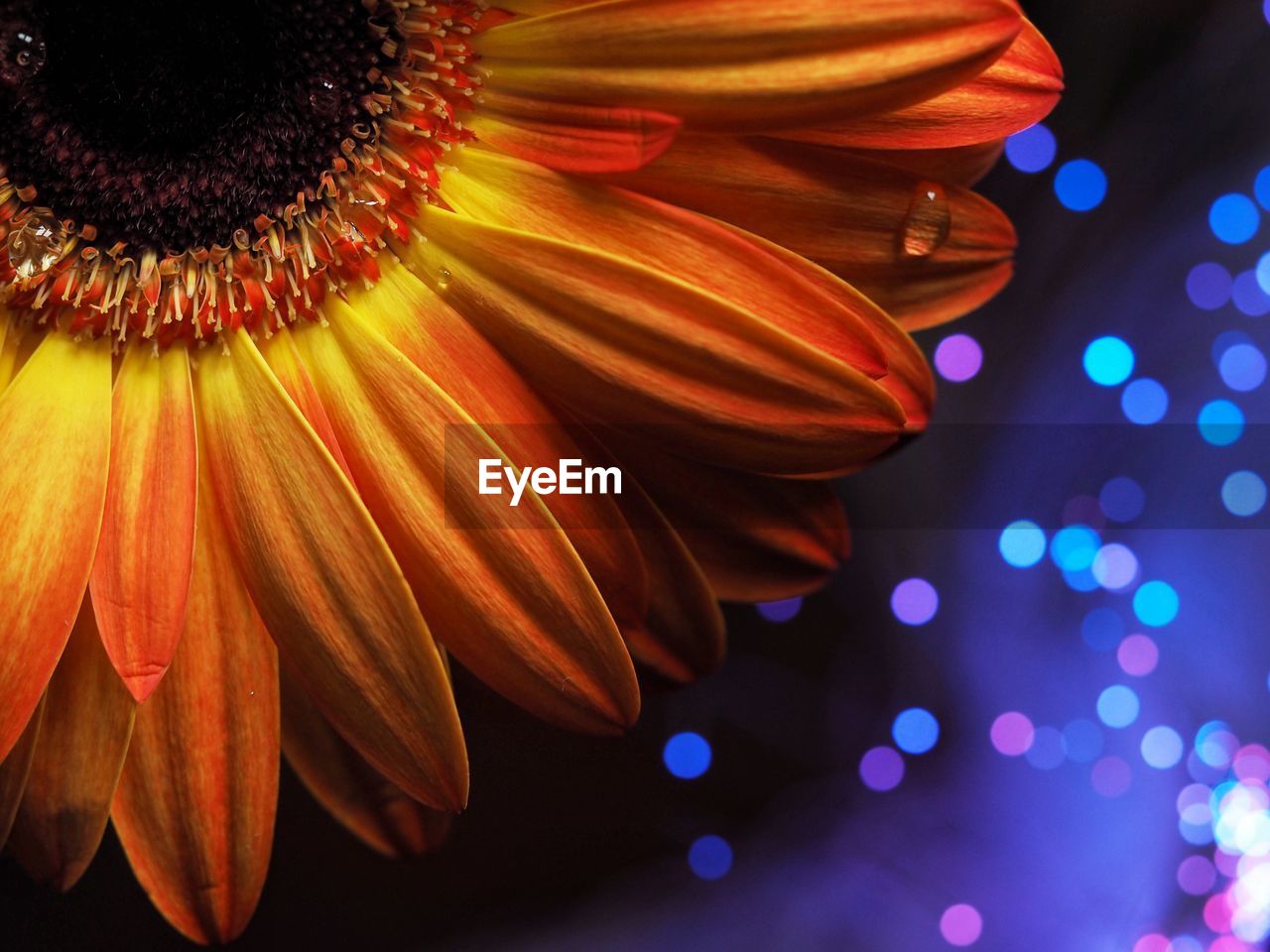 Close-up of illuminated orange gerbera flower