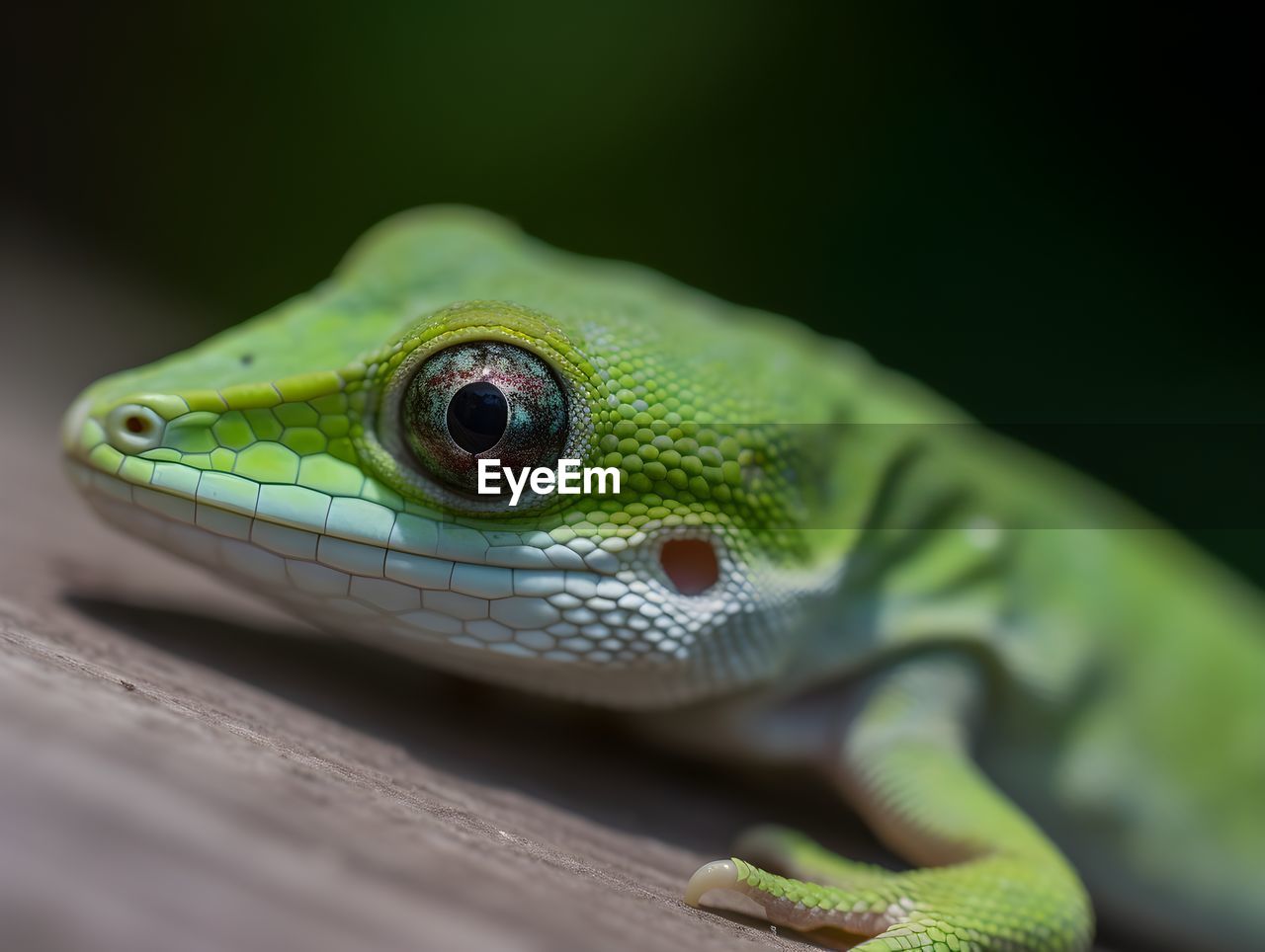 close-up of lizard on field