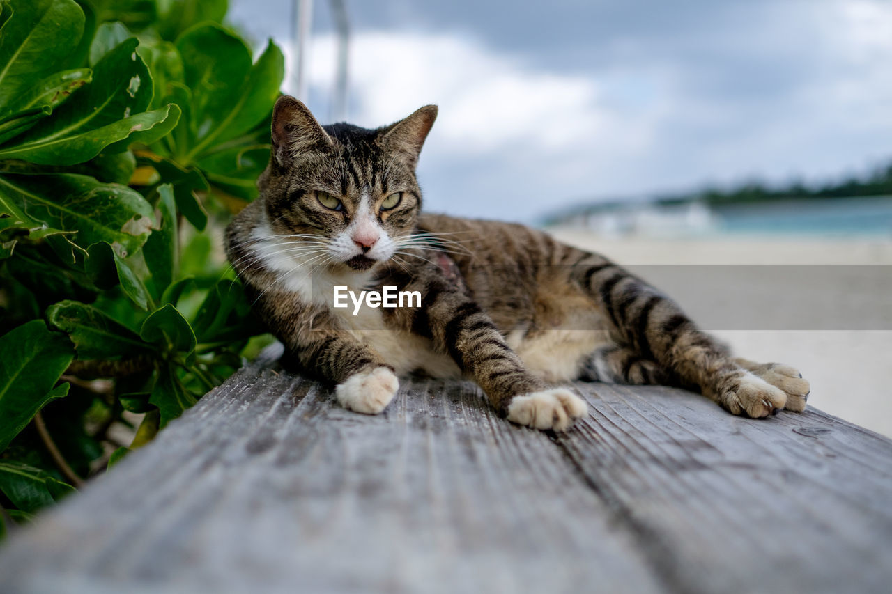 Portrait of cat sitting on wooden plank at beach