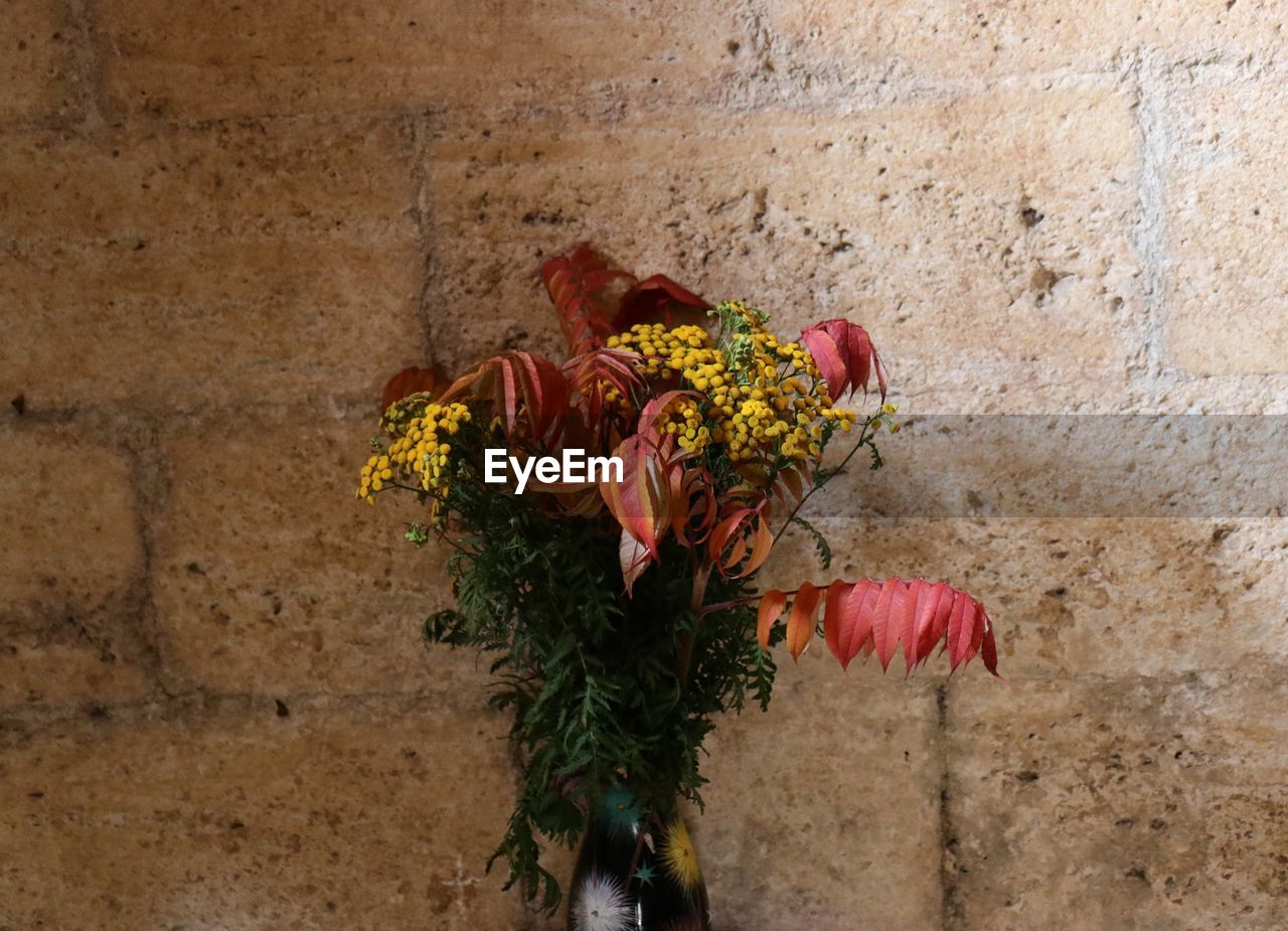 CLOSE-UP OF RED ROSES ON WALL