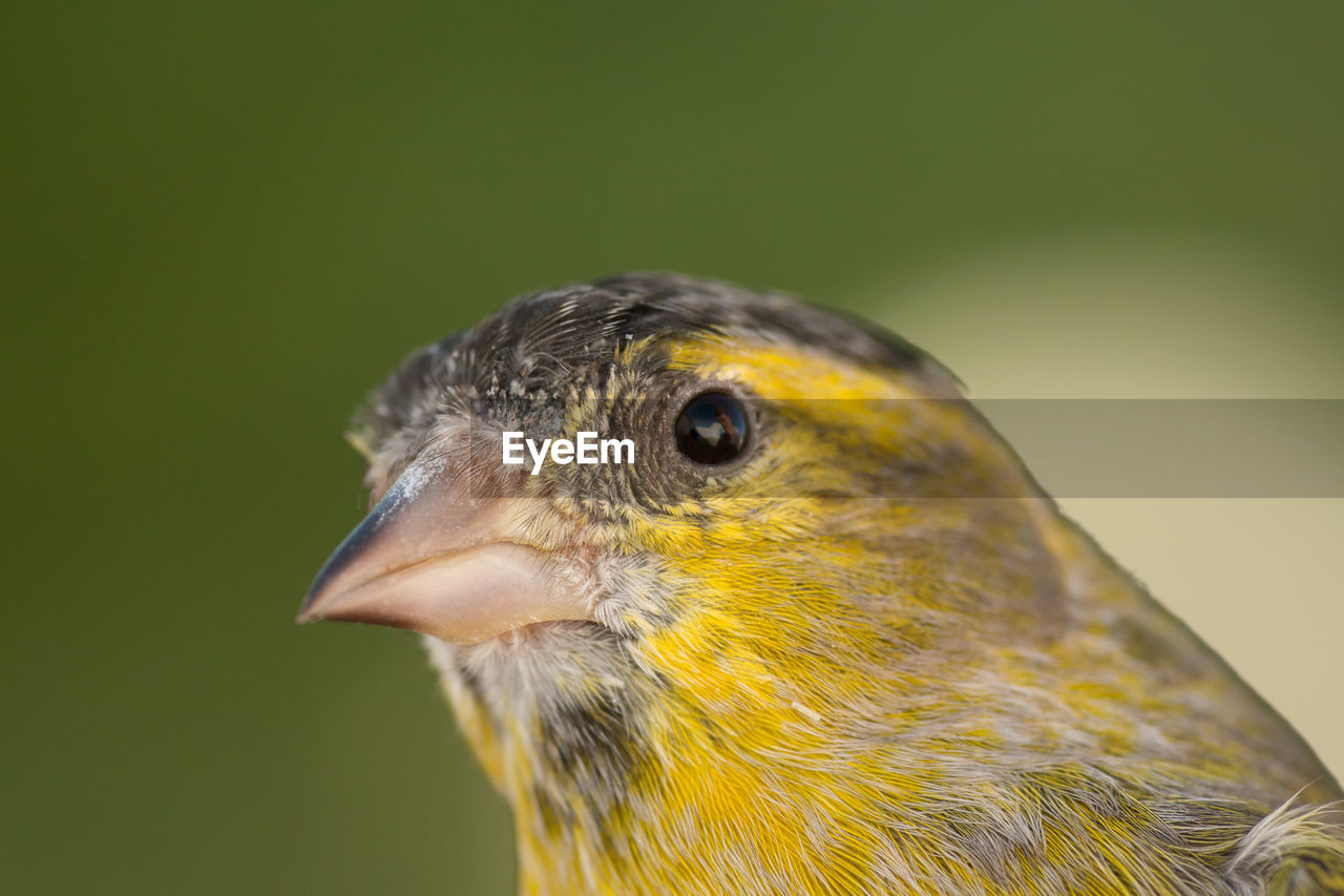 CLOSE-UP OF BIRD