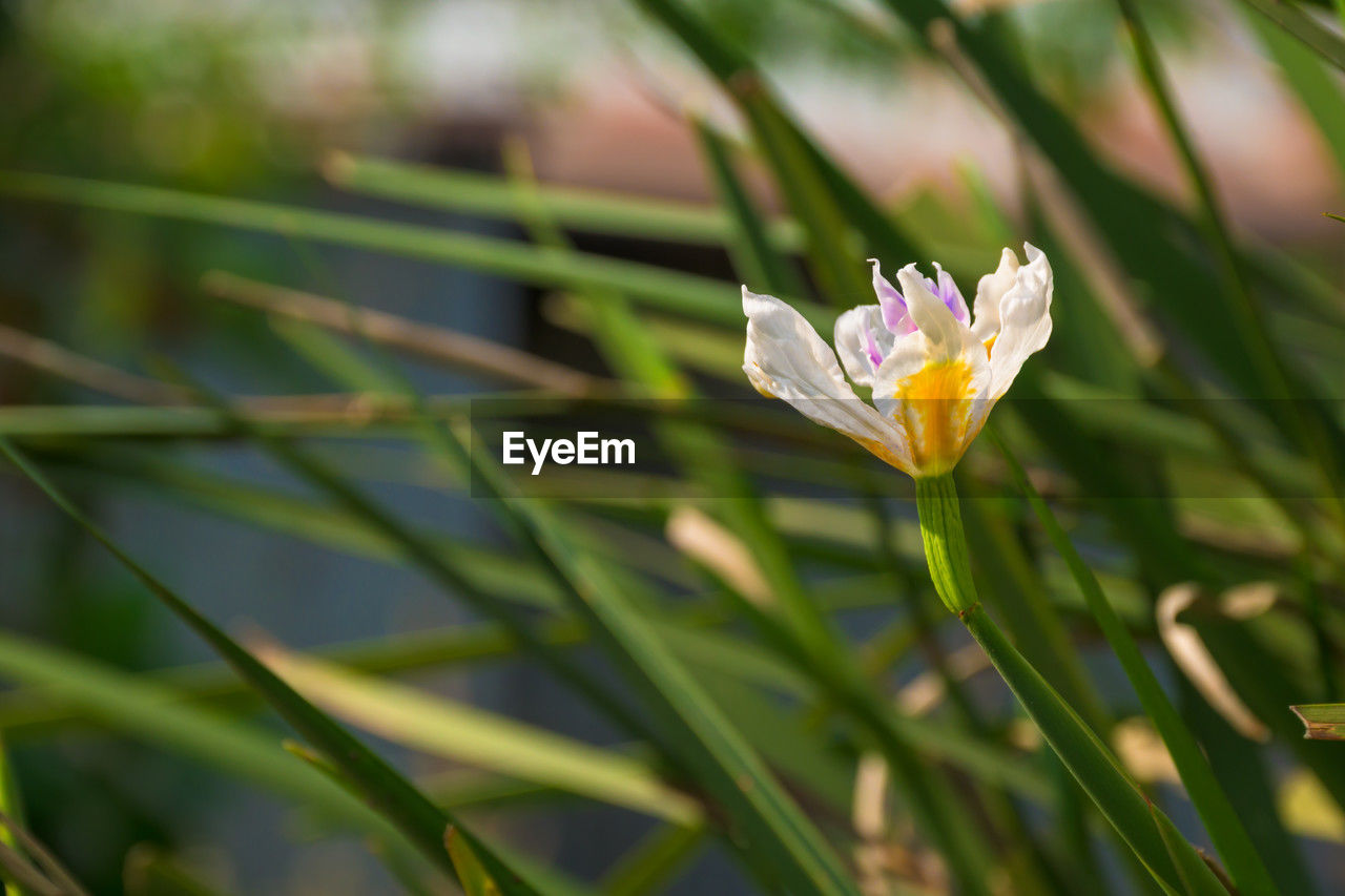 plant, flower, flowering plant, beauty in nature, nature, freshness, close-up, growth, grass, animal wildlife, macro photography, petal, fragility, yellow, leaf, no people, environment, plant part, botany, water, outdoors, springtime, green, focus on foreground, blossom, summer, travel destinations, flower head, animal, animal themes, day, land, nature reserve, social issues, inflorescence, travel, tourism, tropical climate, sunlight, wildflower, tree, landscape, eco tourism, environmental conservation, selective focus, insect, plant stem