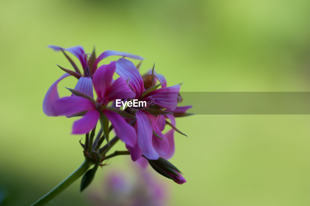 CLOSE-UP OF PINK AND PURPLE FLOWER