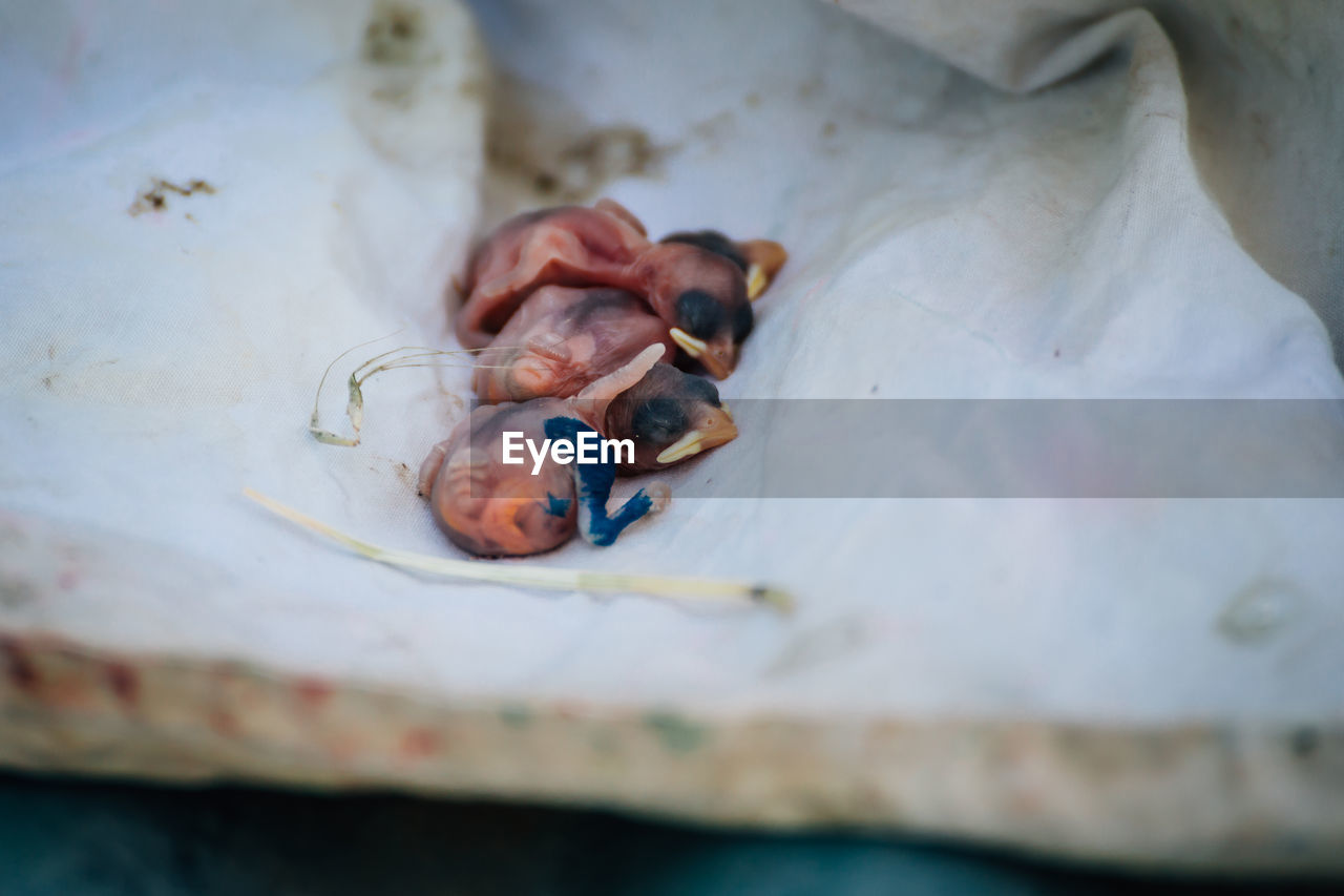 Close-up of newborn sparrows